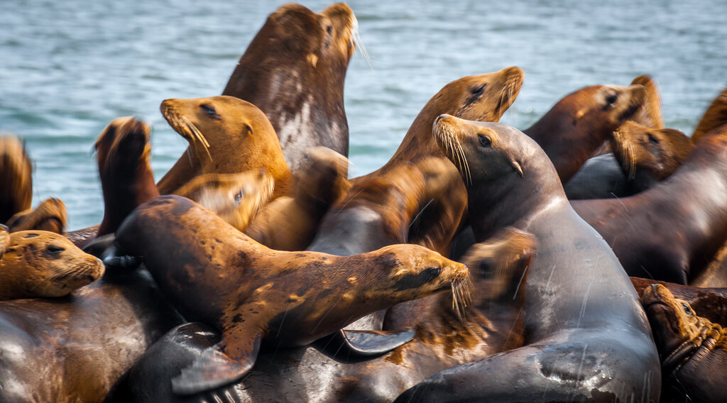 Leones marinos en Monterrey en Estados Unidos