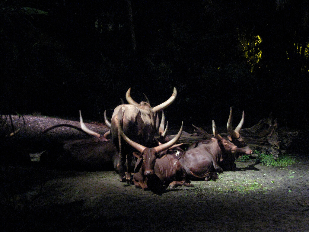 Animales en el Night Safari