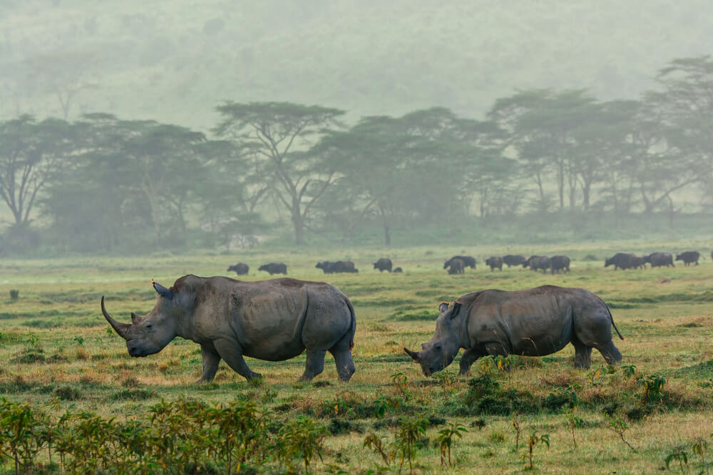 Rinocerontes en el Parque Nacional Etosha de Namibia
