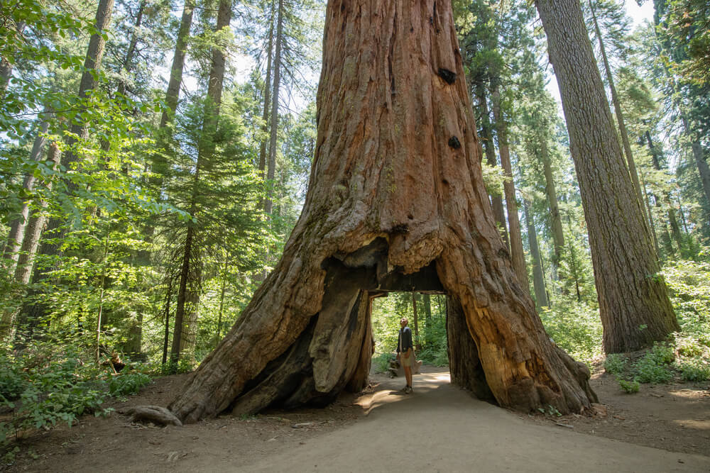 Secuoya en Calaveras Big Trees, en la Costa Oeste de Estados Unidos