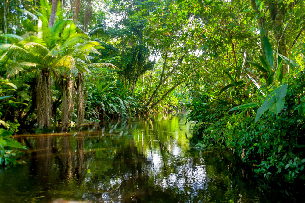 Selva en Yasuni, Ecuador
