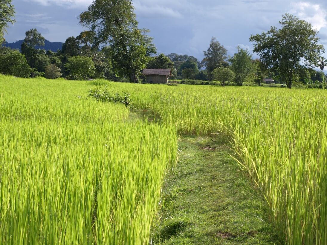 Campo de arroz en Laos