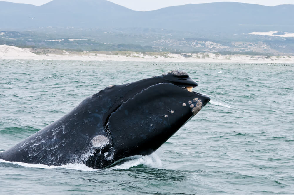 Ballena en la costa de Hermanus