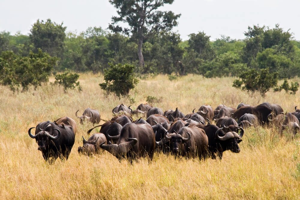 Búfalos en el Parque Kruger