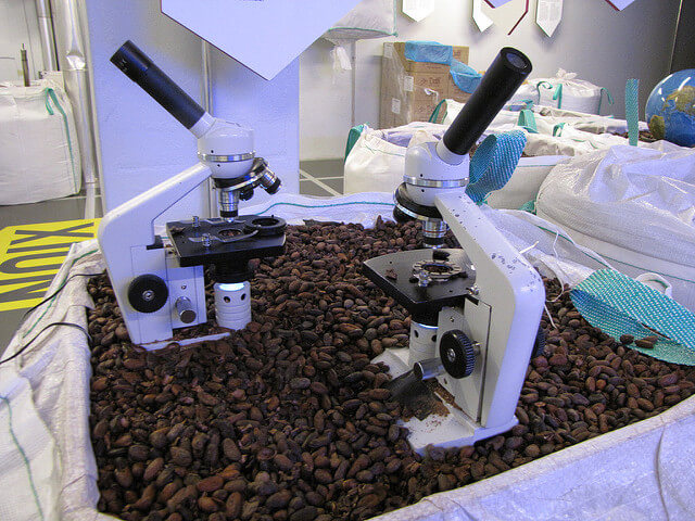Cacao en la fábrica Cailler