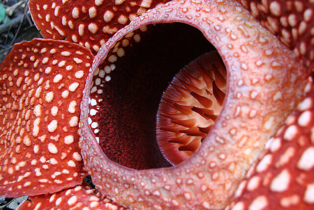 Detalle de una Rafflesia