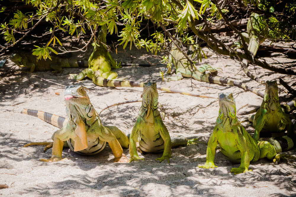 Iguanas en San Andrés