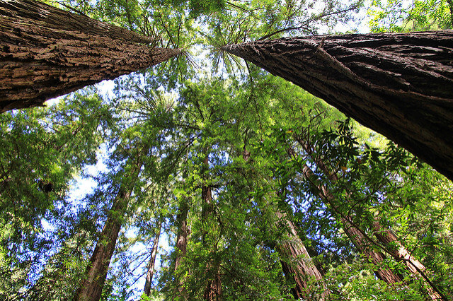 Muir Woods en San Francisco