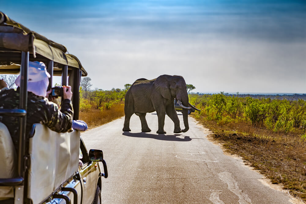 Safari en el parque Kruger en Sudáfrica
