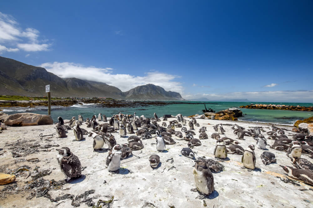 Pingüinos en Stone Point, Walker Bay
