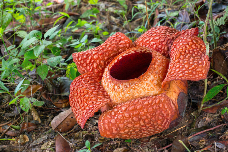 Rafflesias, las flores gigantes de Malasia