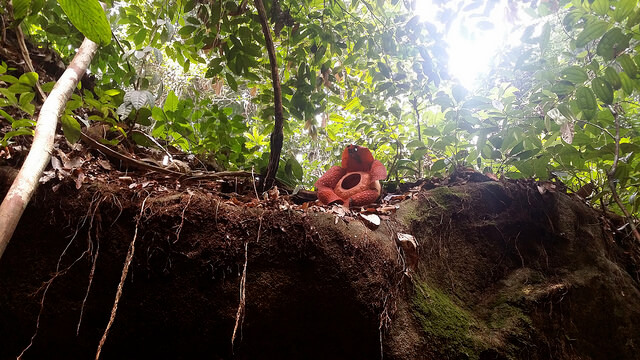 Rafflesia en un árbol