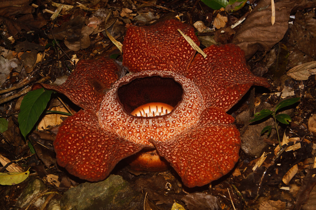 Rafflesias
