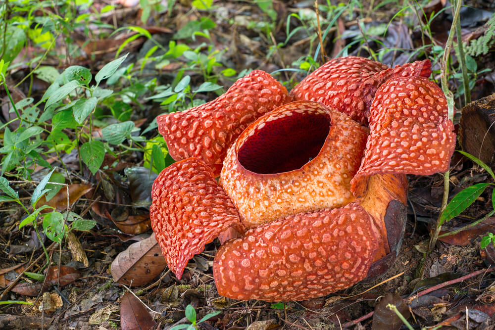 Flor Rafflesia
