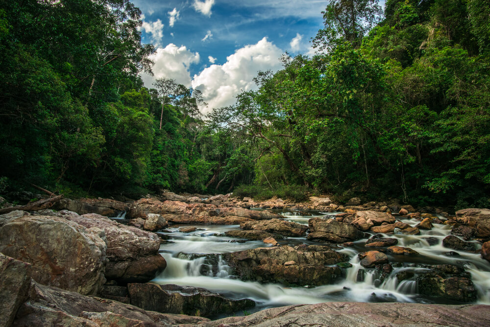 Bosque de Taman Negara en Malasia