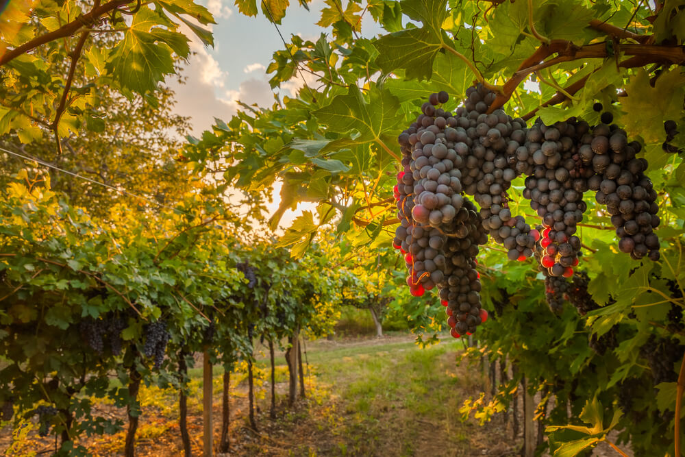 Viñedos en el valle de Napa