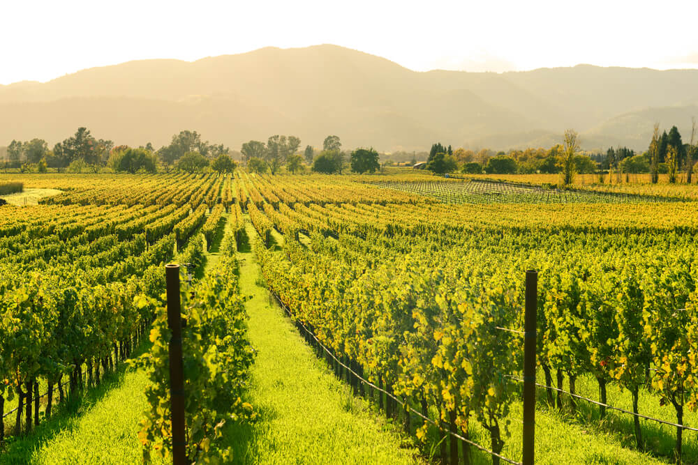 Disfruta de los mejores vinos del valle de Napa en California