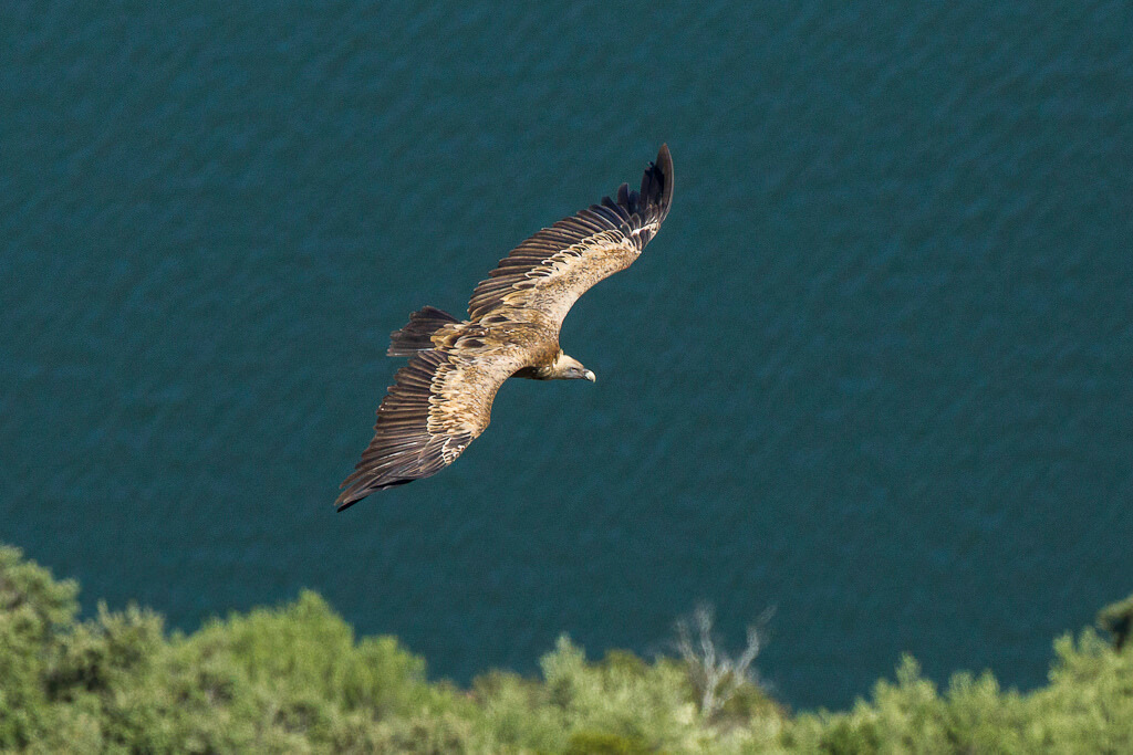 Ave volando en Monfragüe