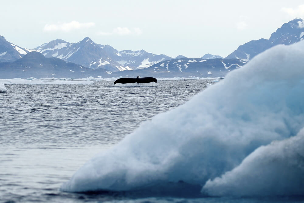Ballena en Groenlandia