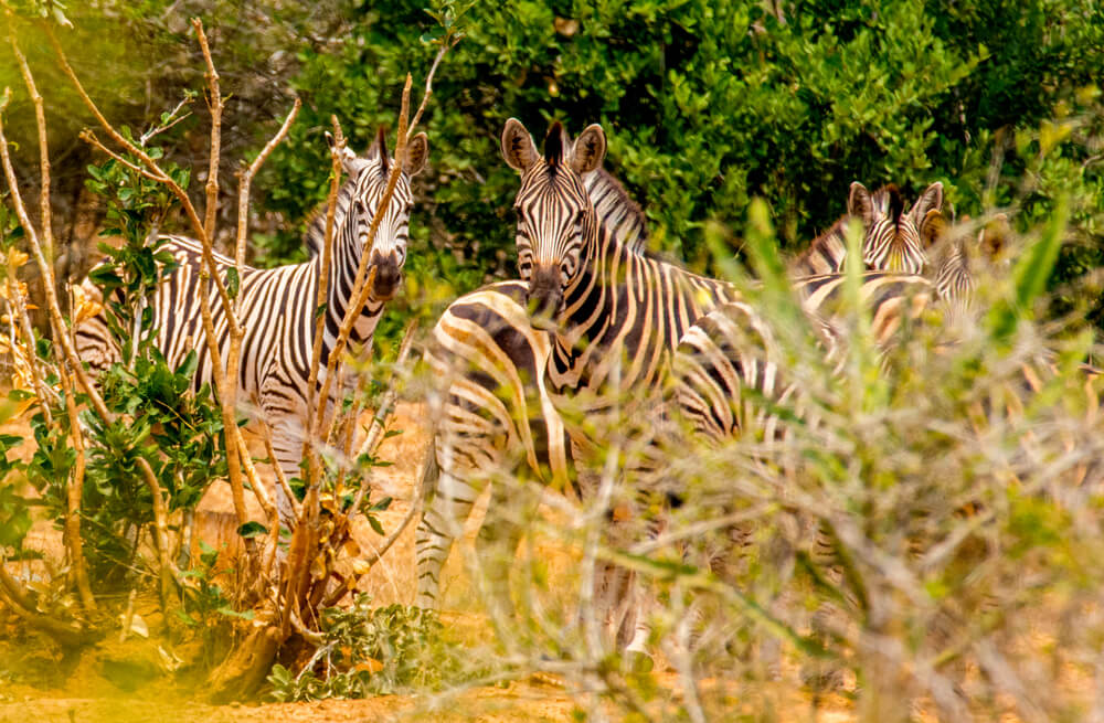 Cebras en el Parque Nacional Kissama