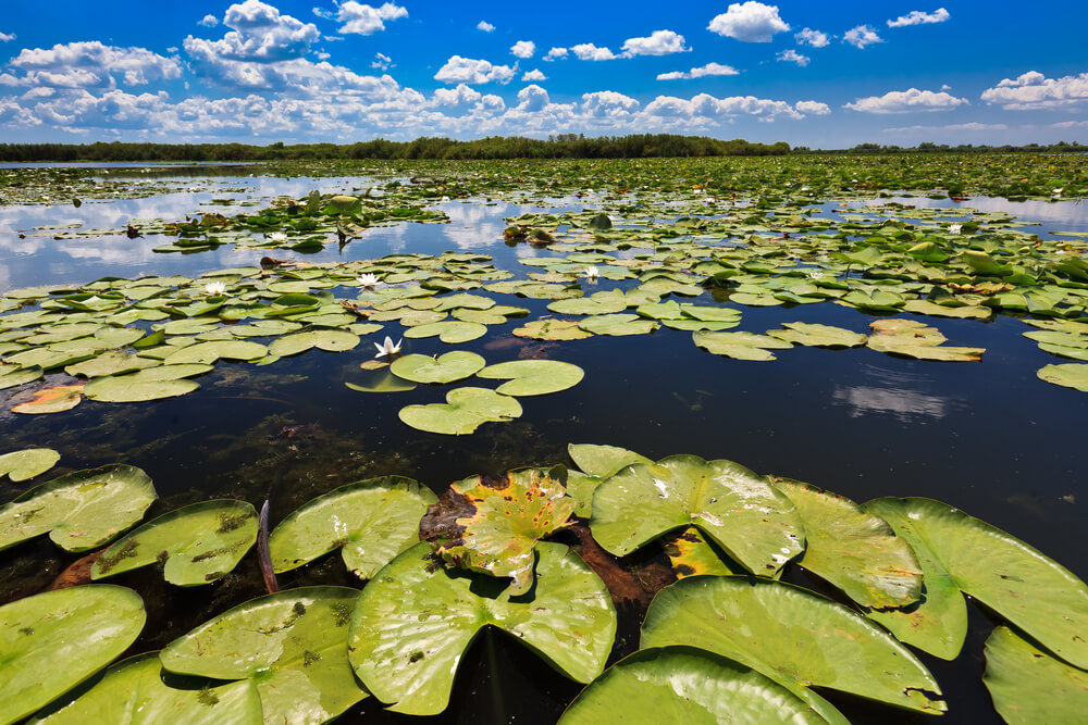 Delta del río Danubio
