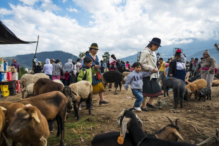Un paseo por la feria de animales de Otavalo