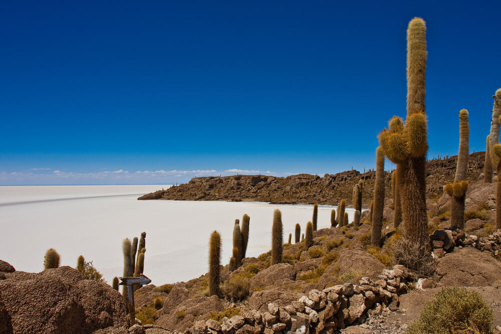 Isla del Pescado en el Salar de Uyuni