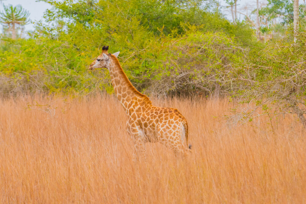 Jirafa en el Parque Nacional Kissama