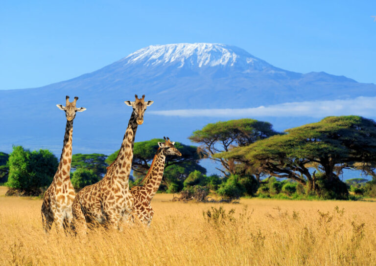 Viajar a Kenia: disfruta con estos planes imprescindibles