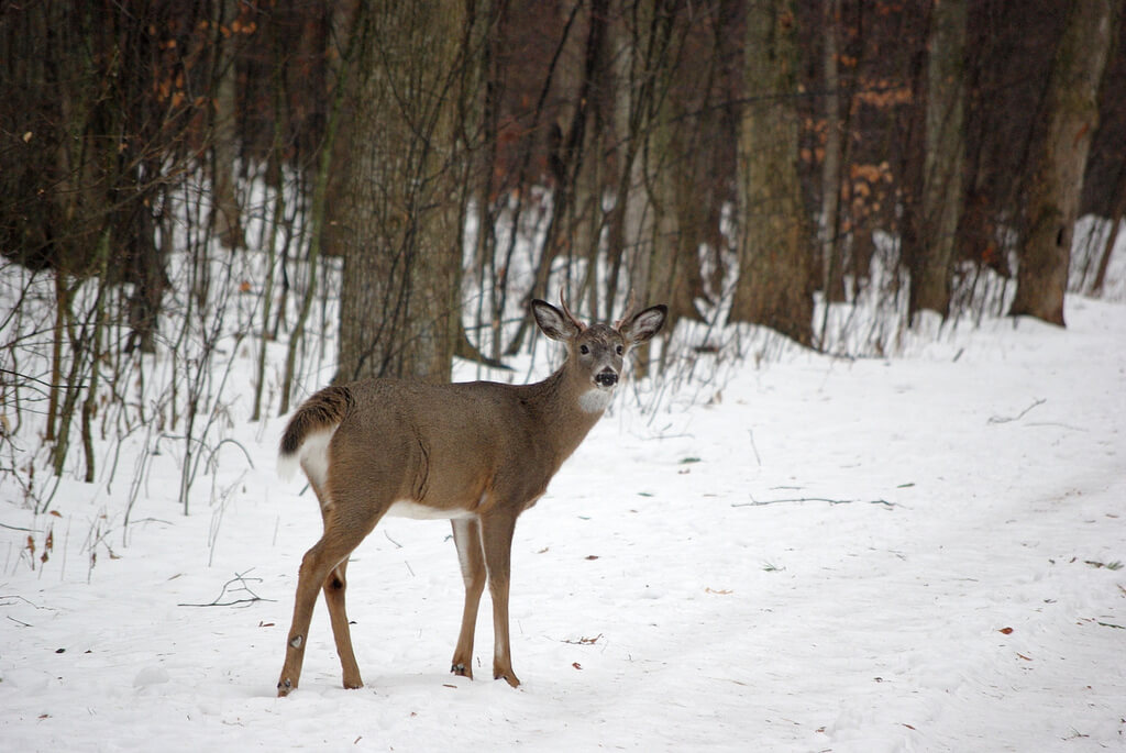 Ciervo en Lemoine Point