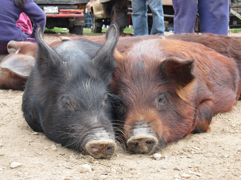 Mercado de animales de Otavalo