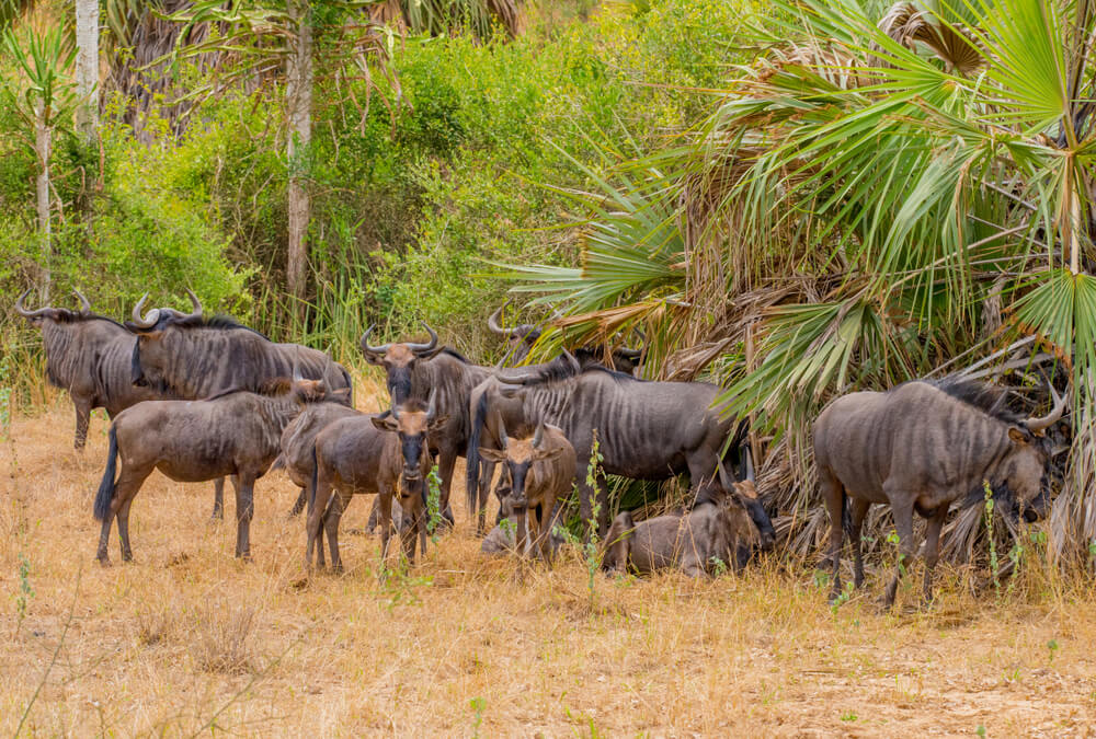Ñus en el Parque Nacional Kissama