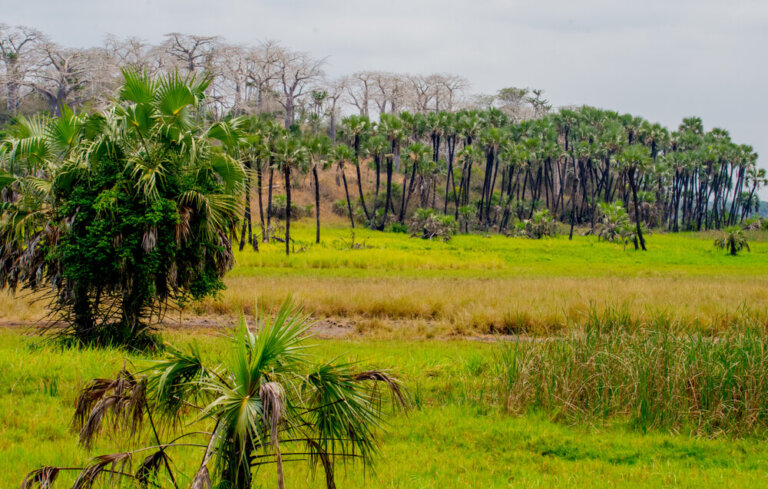 Una excursión al Parque Nacional de Kissama, en Angola