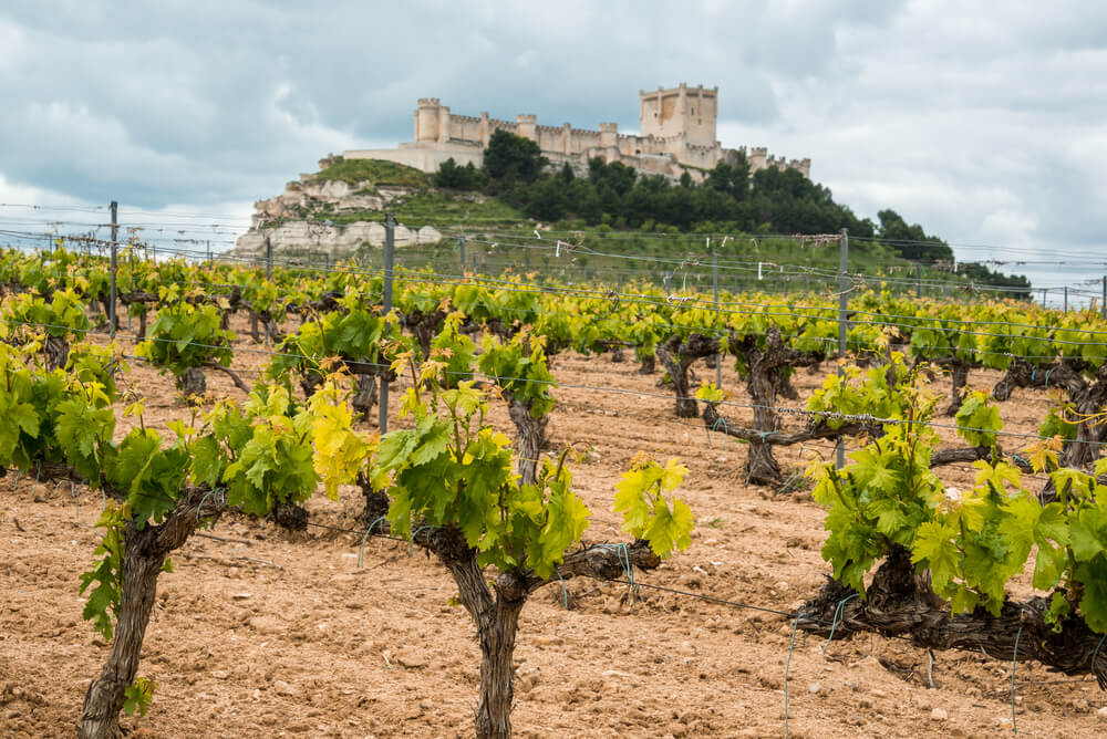 Castillo y viñedo en Peñafiel