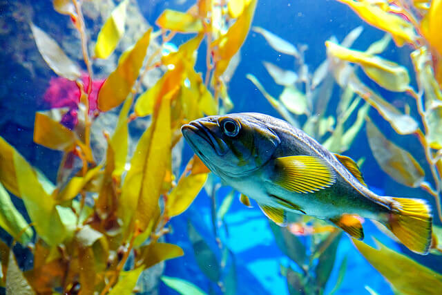 Pez en el Oceanario de Lisboa
