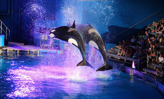 Espectáculo en Seaworld Orlando