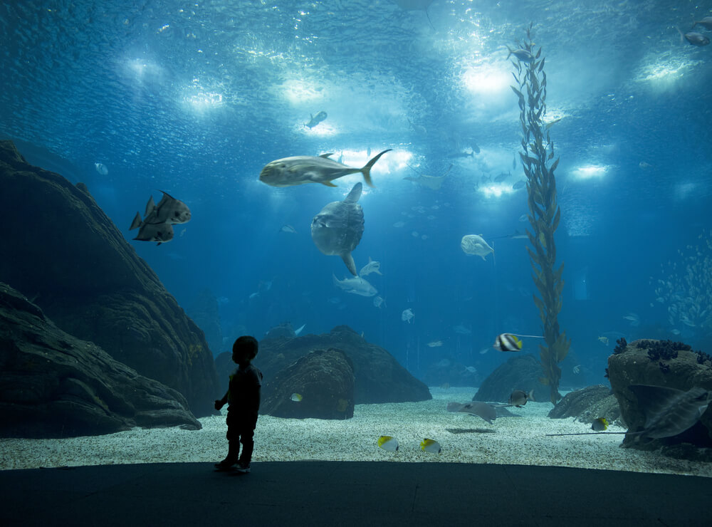 Gran tanque del Oceanario de Lisboa