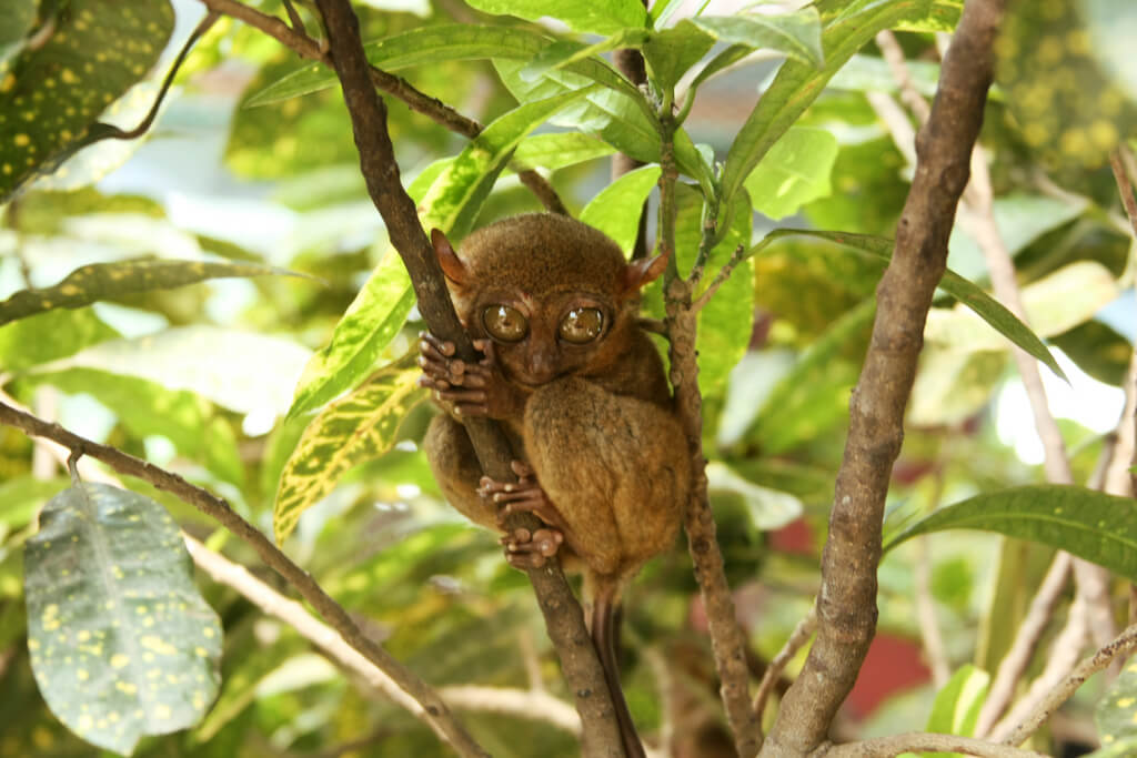 Tarsero en un árbol