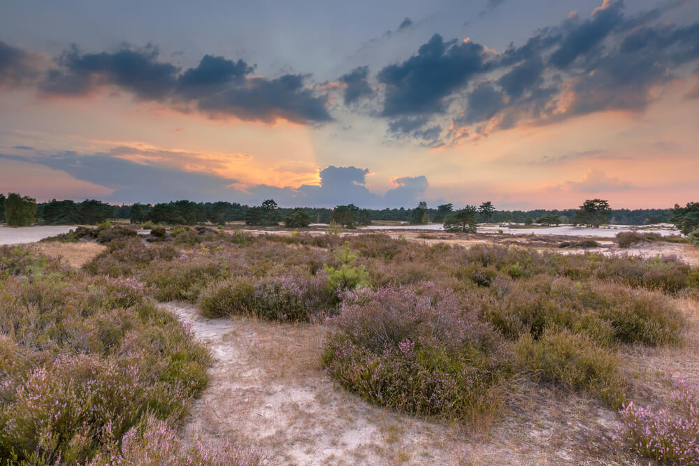 Parque Nacional Utrechtse Heuvelrug