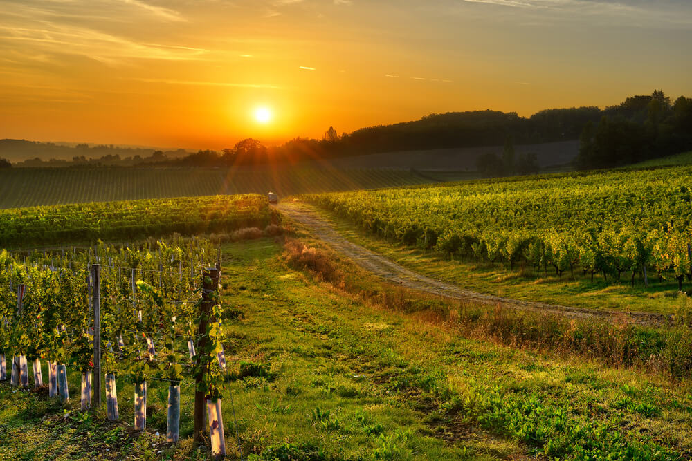 Viñedos en Bergerac