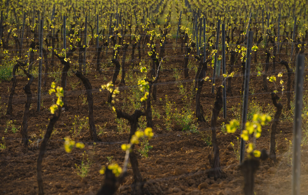Viñedos en primavera