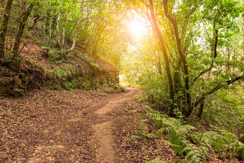 Bosque de laurisilva en Anaga
