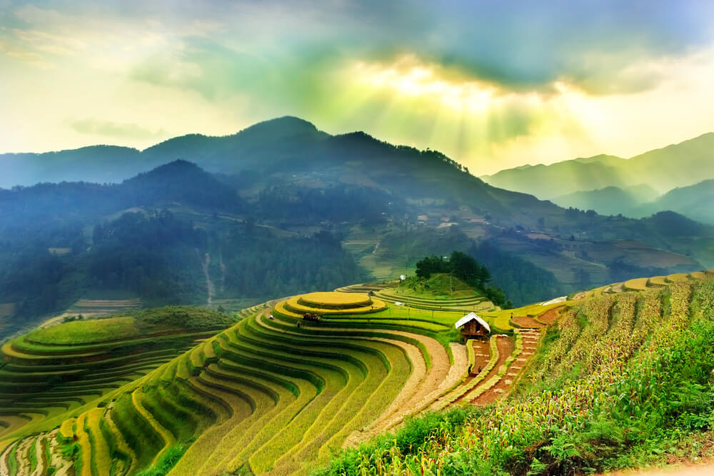Campos de arroz en Sapa