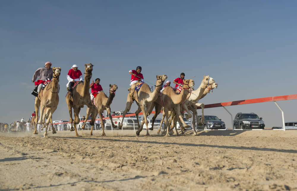 Carrera de camellos