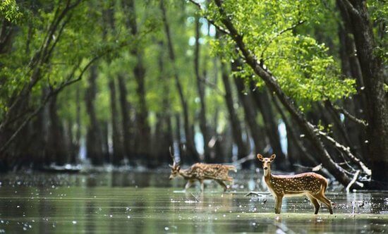 Parque Nacional de Sundarbans