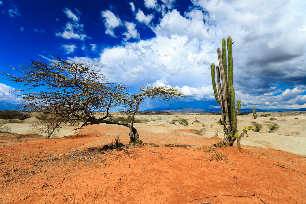Vegetación del desierto de la Tatacoa