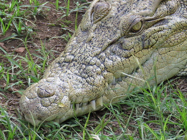 Cocodrilo en la reserva de Port Moresby