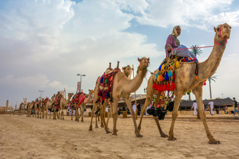 Descubre el festival de camellos de Arabia Saudí