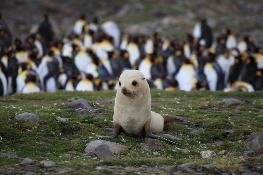 Foca blanca en Georgia del Sur