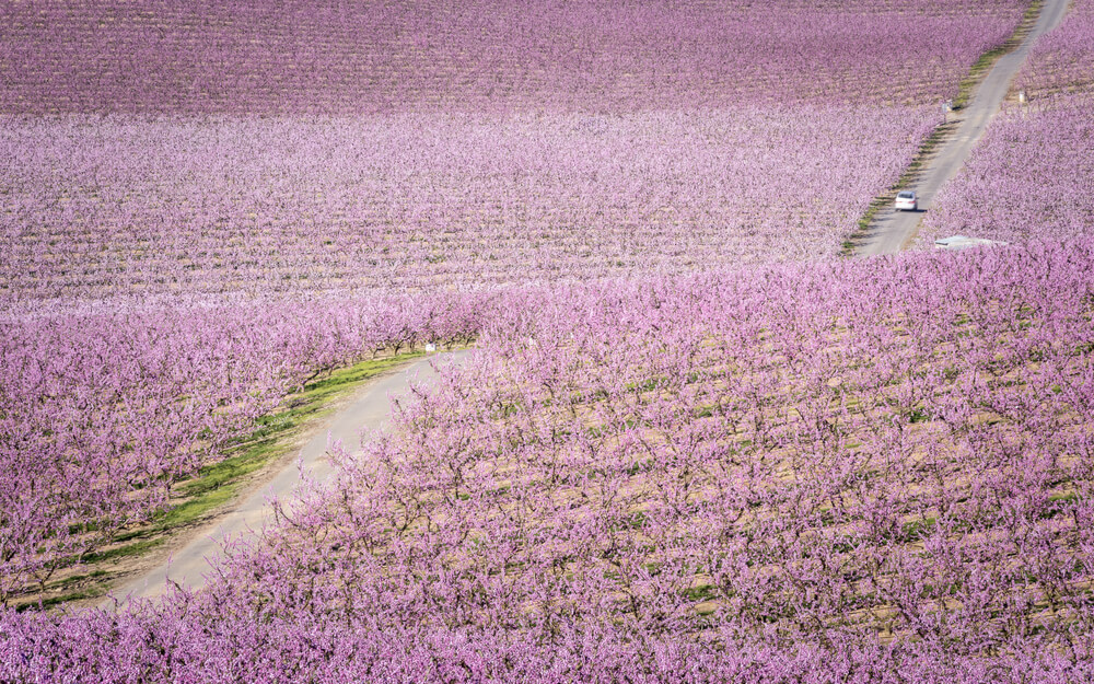Melocotoneros en flor en Aitona
